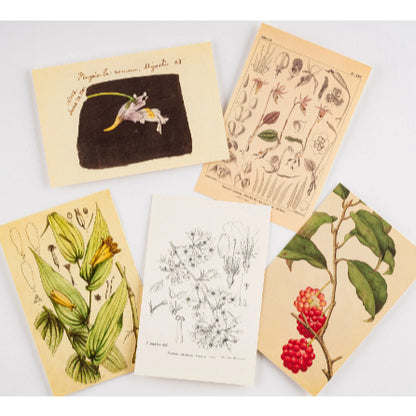 Hobonichi x Tomitaro Makino Botanical Art Collection Postcard Book