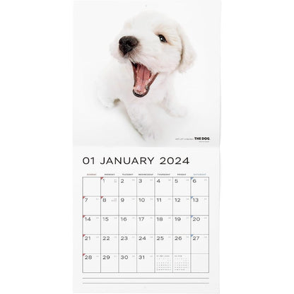 THE DOG 2024 Large Size Calendar [Bichon Frise]